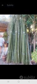 canne di bambu
