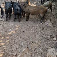 Maiale incrocio Cinghiale