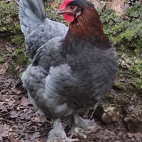 Coppia marans blu gallo gallina