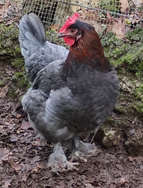 Coppia marans blu gallo gallina