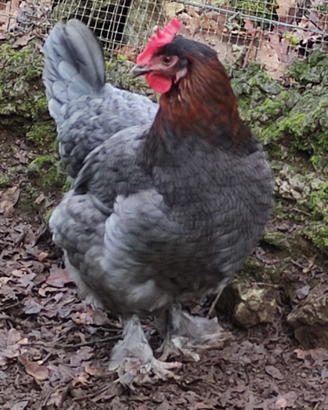 Coppia marans blu gallo gallina