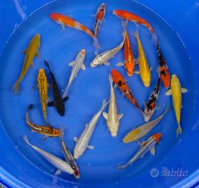 KOI BUTTERFLY e PINNA CORTA 10cm