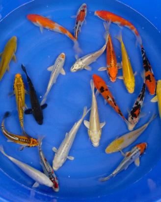 KOI BUTTERFLY e PINNA CORTA 10cm