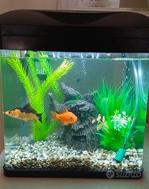 Acquario 