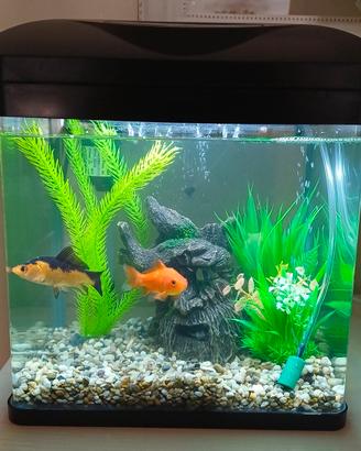 Acquario 