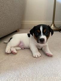 Jack Russell maschietto viavacissimo
