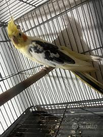 Pappagallo Calopsite