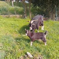 Dolce capretto razza alpina