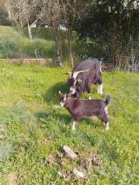 Dolce capretto razza alpina