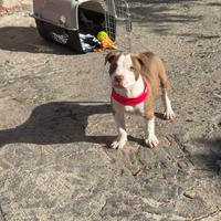 American pitbull terrier red nose