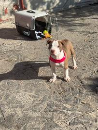 American pitbull terrier red nose