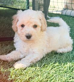 Cuccioli di barboncino