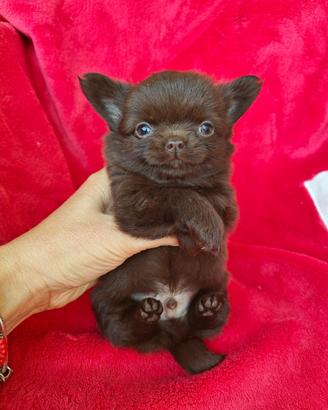 Cucciolo Maschio Chihuahua TOY
