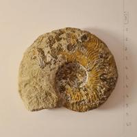 Ammonite Fossile da collezione