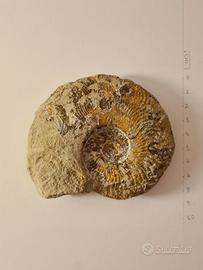 Ammonite Fossile da collezione