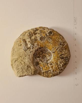 Ammonite Fossile da collezione