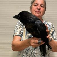 Corvo Imperiale Baby Addestrato