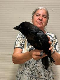 Corvo Imperiale Baby Addestrato