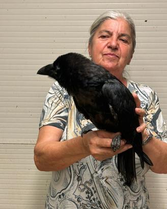 Corvo Imperiale Baby Addestrato