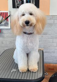 Barboncino nano bianco