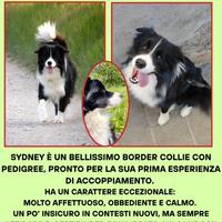 Disponibile per MONTA Border Collie "Sydney"