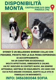 Disponibile per MONTA Border Collie "Sydney"