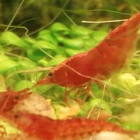 Caridine Red Sakura, Java Moss e piante