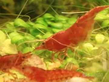 Caridine Red Sakura, Java Moss e piante