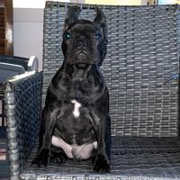 Bulldog francese disponibile per monta