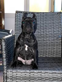 Bulldog francese disponibile per monta