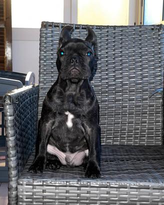 Bulldog francese disponibile per monta