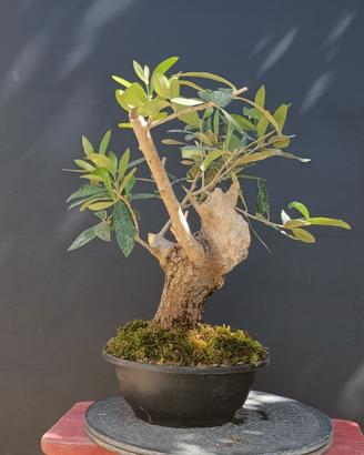 Bonsai 