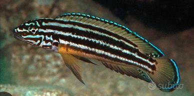 Julidochromis regani