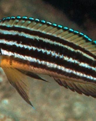 Julidochromis regani
