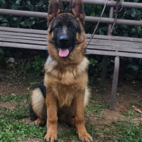 Cucciola pastore tedesco