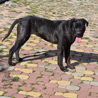 Cane corso