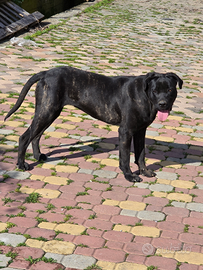 Cane corso