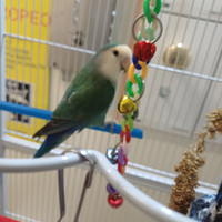 Inseparabile maschio