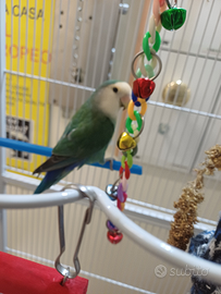 Inseparabile maschio