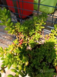 Sedum album Coral carpet