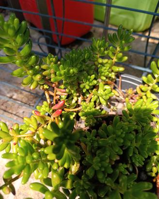 Sedum album Coral carpet