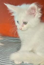 Maine Coon occhi eterocromatici
