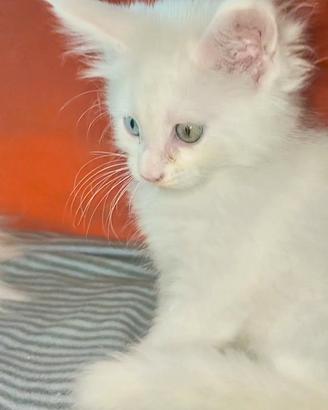 Maine Coon occhi eterocromatici