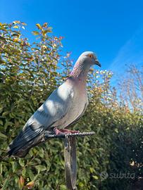 Piccioni da caccia