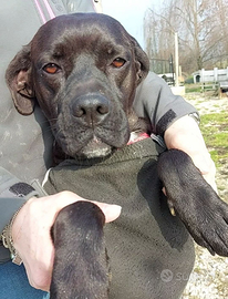 AKIRA 2 anni, adora le passeggiate