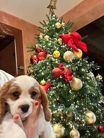 Cucciolo Cavalier King Charles