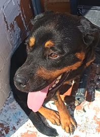 Rottweiler femmina 8 mesi