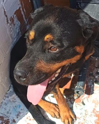 Rottweiler femmina 8 mesi