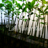 Semi di Mangrovia, pianta acquario dolce e marino