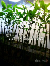 Semi di Mangrovia, pianta acquario dolce e marino